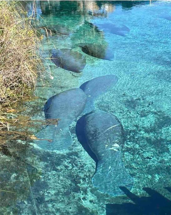 Manatee Oasis Weeki Wachee Family Fun Pool Home Spring Hill Eksteriør bilde